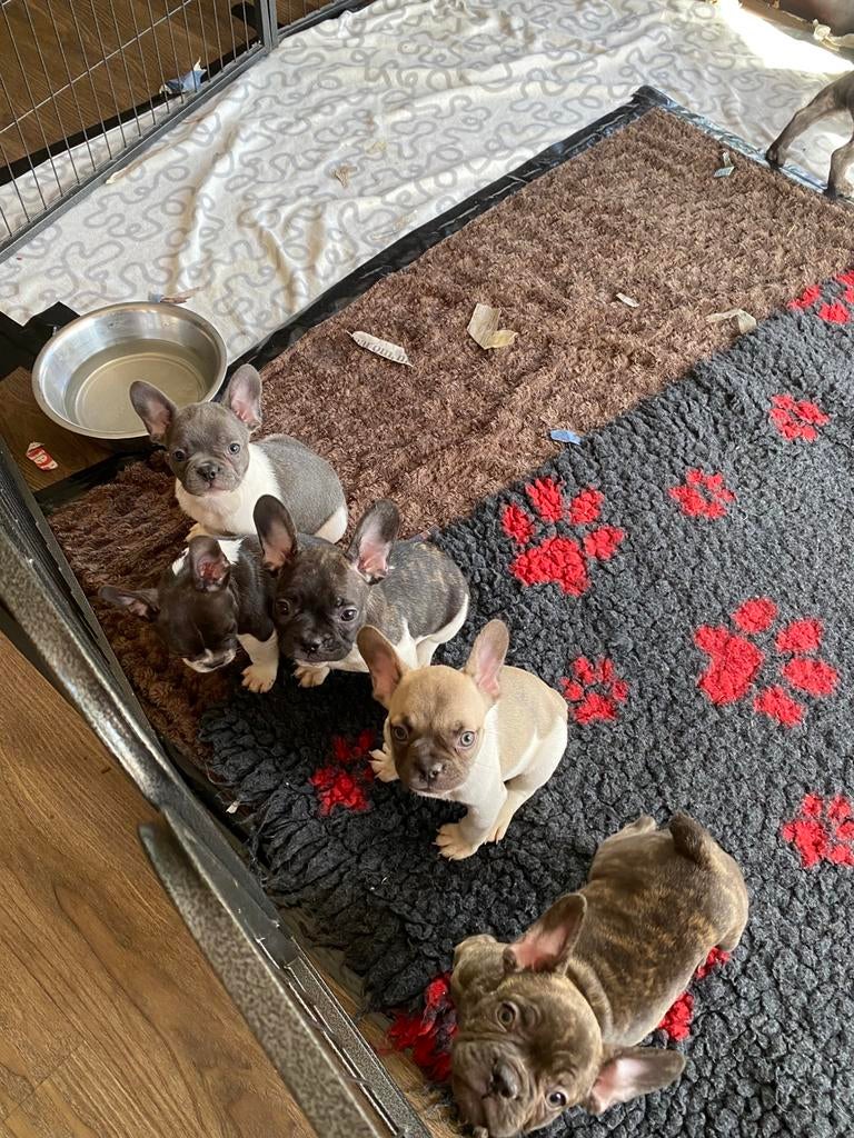 Franse Bulldog pups – ouders met stamboom 🐶❤️🐾, Dieren en Toebehoren, 8 tot 15 weken, Parvo, Bulldog, Meerdere