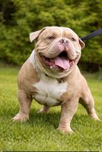 Seven tripple 777 als dekreu aangeboden (niet te koop), Dieren en Toebehoren, Honden | Dekreuen, Reu, Eén hond, 3 tot 5 jaar, Nederland