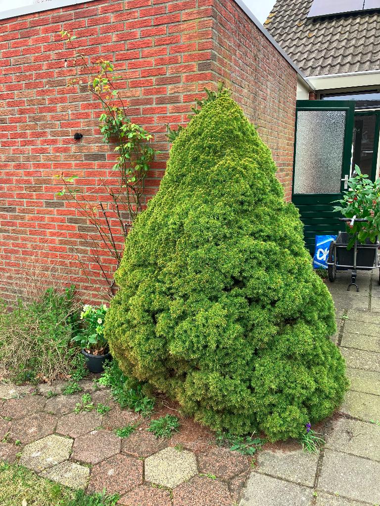 Gratis twee Coniferen in Westerbork, Tuin en Terras, Planten | Struiken en Hagen, Ophalen, Conifeer, Struik, 100 tot 250 cm