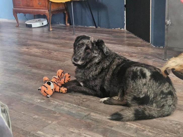 Herplaatsing hond, Dieren en Toebehoren, Honden | Niet-rashonden, Groot, Reu, Particulier, Eén hond, Nederland, 3 tot 5 jaar