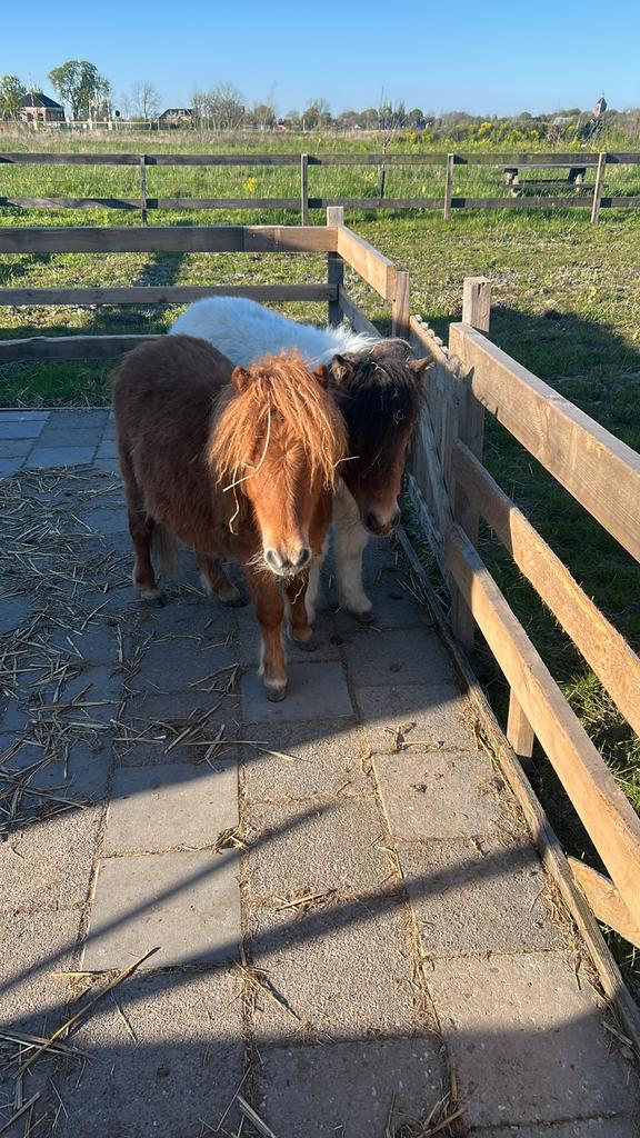 Huisdieren oppas aangeboden, Overige vormen