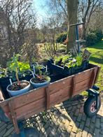 Plantenkar, paastakken, planten enz., Tuin en Terras, Planten | Tuinplanten, Ophalen, Vaste plant, Groenteplanten, Volle zon