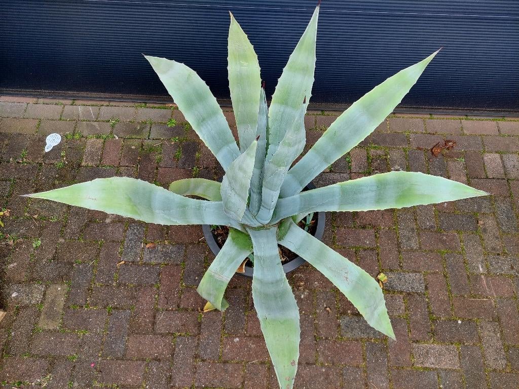 XL Agave Americana - Honderdjarige Aloë/Maguey/Eeuwplant, Tuin en Terras, Planten | Tuinplanten, Volle zon, Vaste plant, Bloeit niet