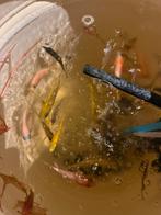 Mix makawi cicliden, 8 tot 12 cm, Goudvis(sen)