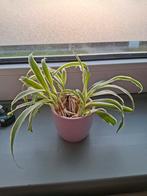Graslelie stekjes, Groene kamerplant, Ophalen, Halfschaduw, Minder dan 100 cm
