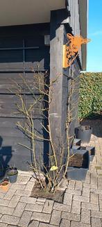 Klimroos (Rosa) - Ideaal voor Gevel of Pergola, Ophalen of Verzenden, Overige soorten