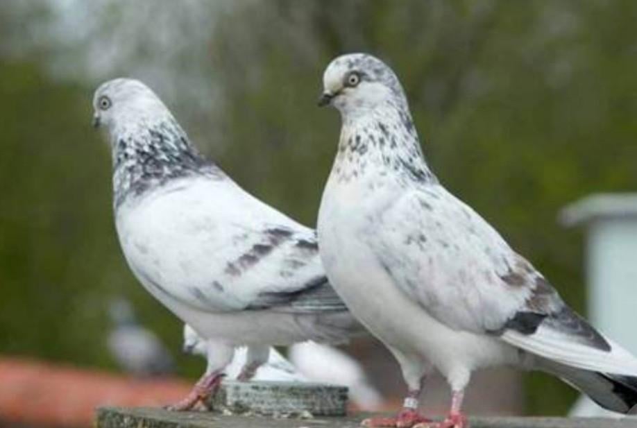 Gevraagd: 2 doffers Amsterdamse Tippler., Dieren en Toebehoren, Mannelijk, Overige soorten