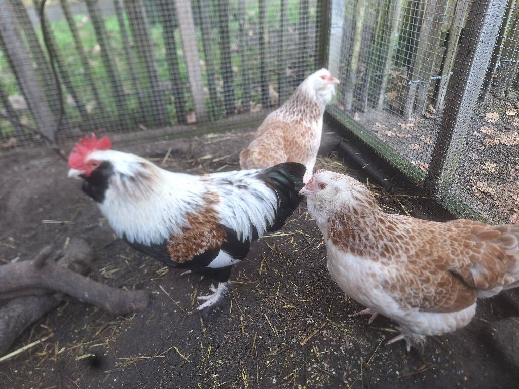 Faverolle kriel eieren, Dieren en Toebehoren, Pluimvee, Geslacht onbekend, Kip