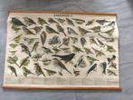 Vintage Schoolplaat Zangvogels - Natuur & Biologie, Ophalen of Verzenden, Natuur en Biologie