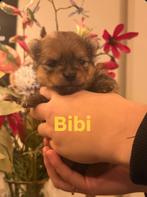 Mini Pomeriaan puppy,s met fci stamboom ( geboren ), Keeshond, 15 weken tot 1 jaar, CDV (hondenziekte), Geslacht onbekend