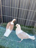 Koppel duiven, Meerdere dieren, Eend