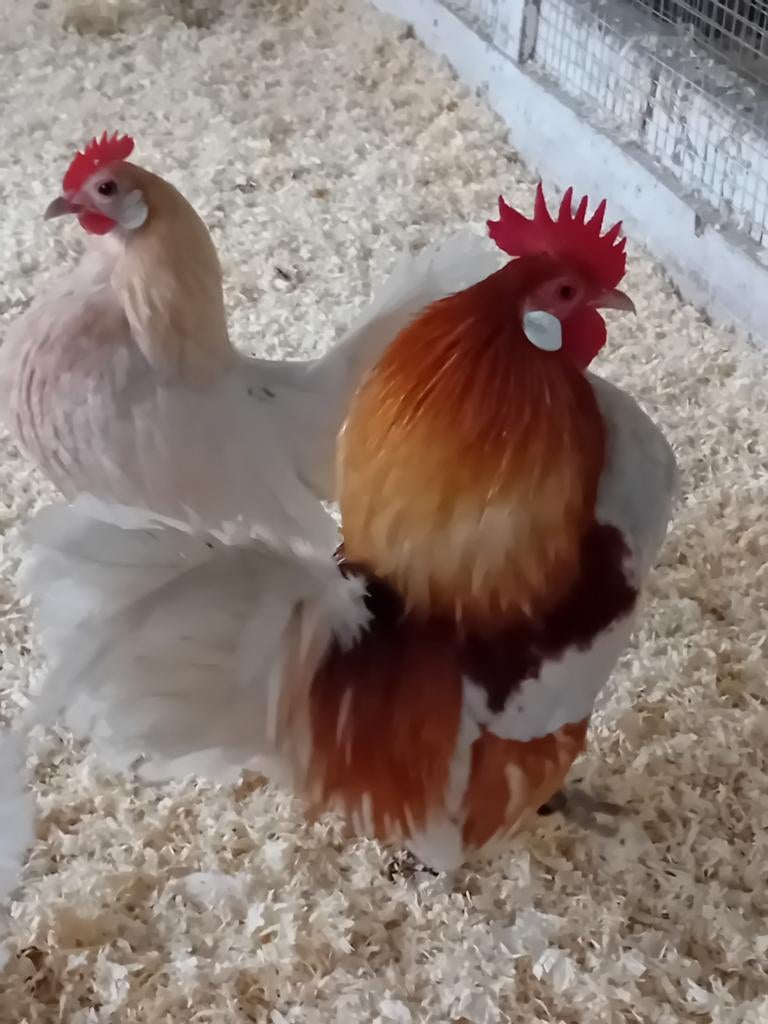 Broedeieren van Hollandse kriel., Geslacht onbekend, Kip