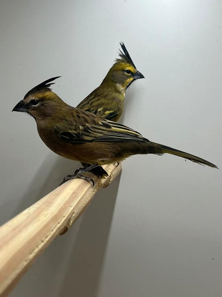 1-1 Groene Kardinaal + DNA 2025, Dieren en Toebehoren, Vogels | Overige Vogels, Wildzangvogel, Meerdere dieren, Geringd