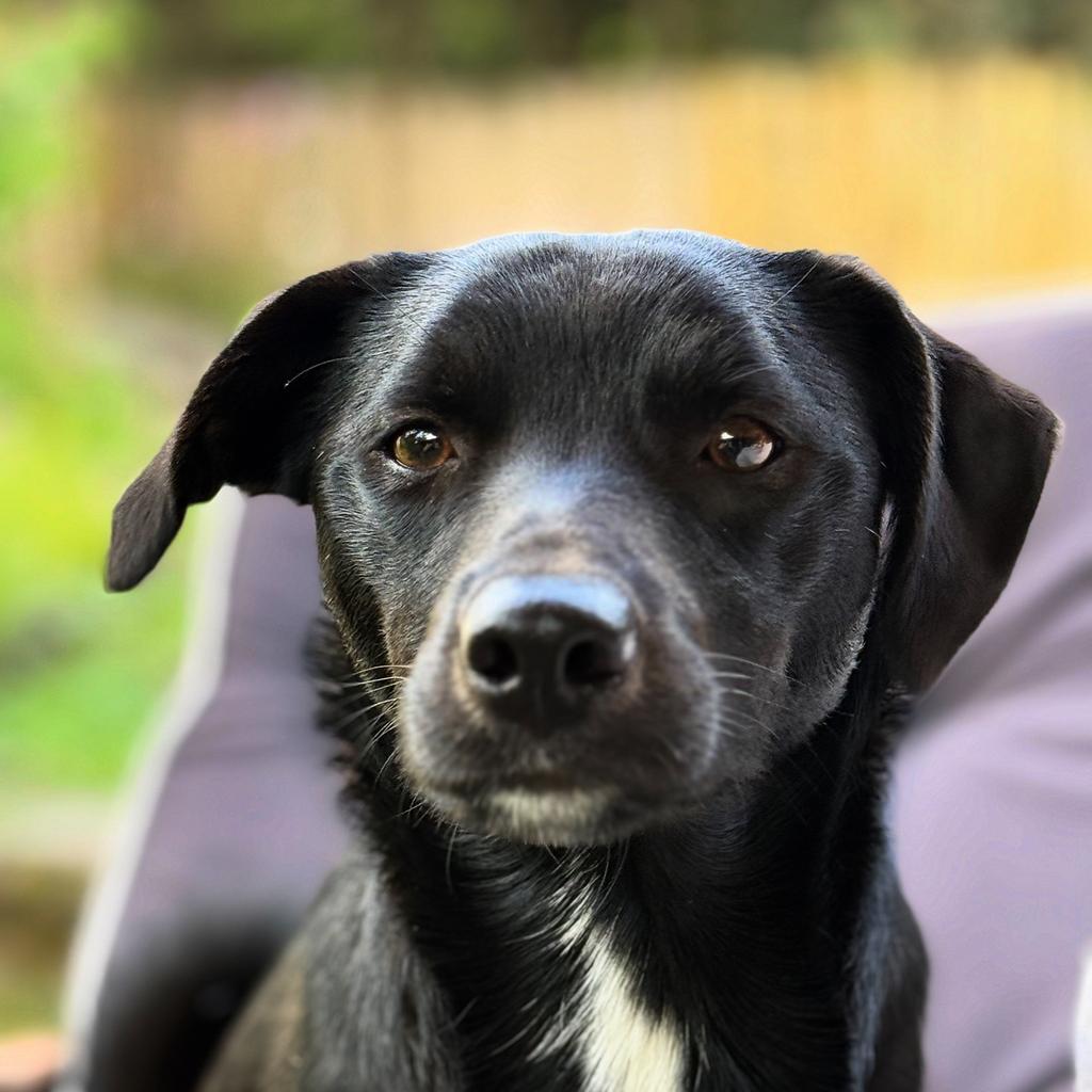 Border Collie x Jack Russel zoekt rustige ervaren baas, Dieren en Toebehoren, Honden | Niet-rashonden, Reu, 1 tot 2 jaar, Parvo