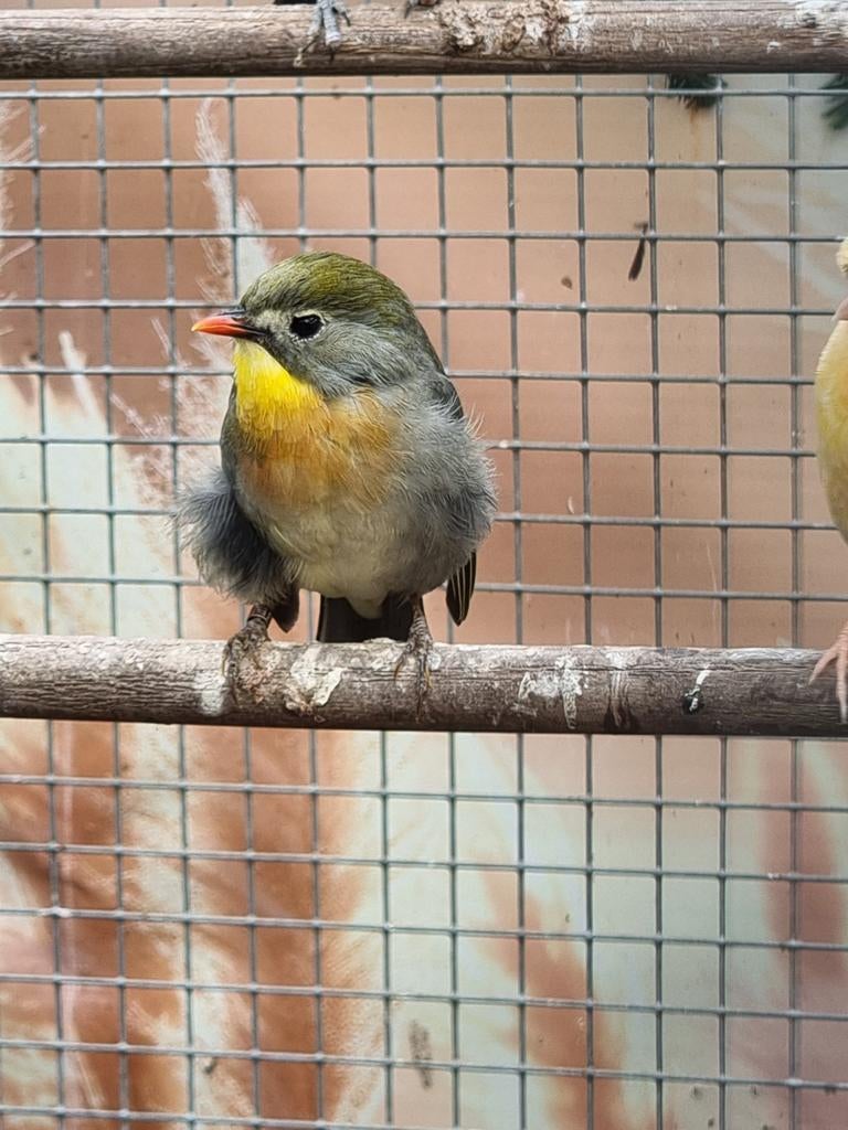 Nachtegaal pop, Dieren en Toebehoren, Vogels | Overige Vogels, Vrouwelijk, Geringd