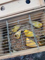 T.k. 9 mooie  kanaries 5xpoppen x 4mannen div kleuren fotos, Meerdere dieren, Kleurkanarie