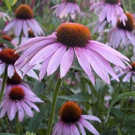 rode zonnehoed echinacea gezonde planten van  2025, Ophalen of Verzenden, Halfschaduw, Zomer, Groenteplanten