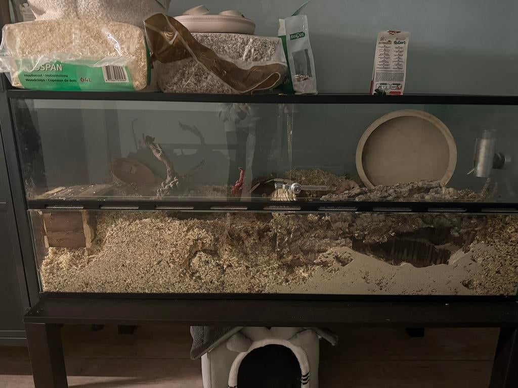 groot knaagdier terrarium met hamster, Dieren en Toebehoren, Knaagdieren en Konijnen | Hokken en Kooien, Ophalen, 110 cm of meer