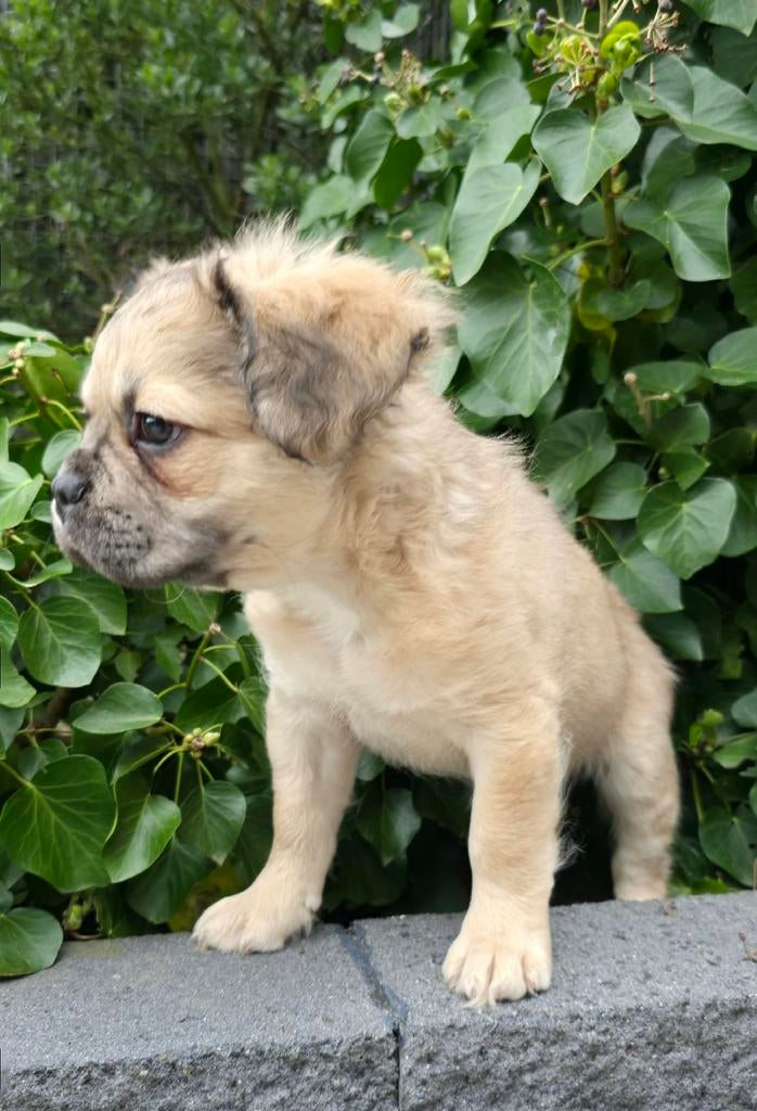 Super leuke x fluffy franse bulldog reu pup, Parvo, Reu, 8 tot 15 weken, Bulldog