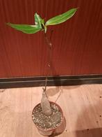 Petopentia natalensis with leaves, Caudex, succulent, Huis en Inrichting, Kamerplanten, Verzenden, Halfschaduw, Minder dan 100 cm