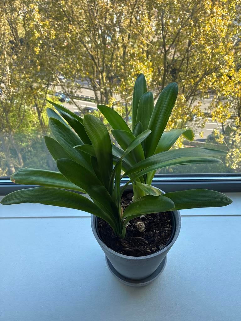 Clivia miniata - Oranje Kafferlelie in pot, Overige soorten, In pot, Minder dan 100 cm, Groene kamerplant