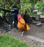 Krielhaan / haan, Dieren en Toebehoren, Pluimvee, Mannelijk, Kip