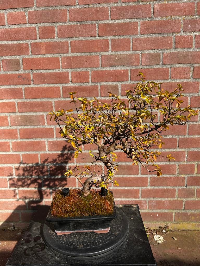 Oude Japanese elm bonsai, ongeveer 35 jaar, Volle zon, Vaste plant, Bloeit niet, Ophalen