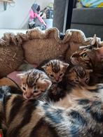 Bengaalse kittens te koop., Meerdere dieren, Ontwormd