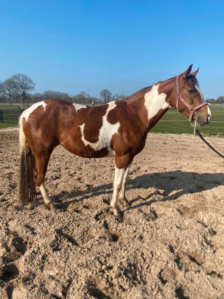 Mooie paint merrie te koop, Dieren en Toebehoren, Paarden, Meerdere dieren, Zadelmak, Minder dan 160 cm, 0 tot 2 jaar, Westernpaard
