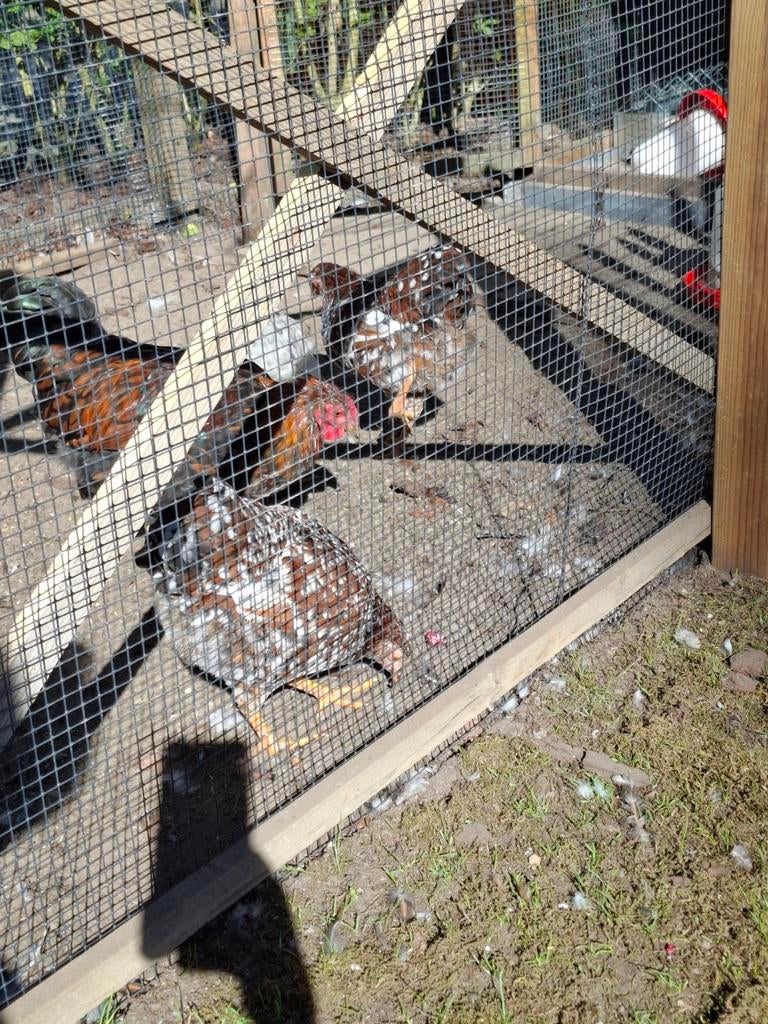 Krielhaantjes 6 maanden oud (tam), Dieren en Toebehoren, Pluimvee, Kip, Mannelijk