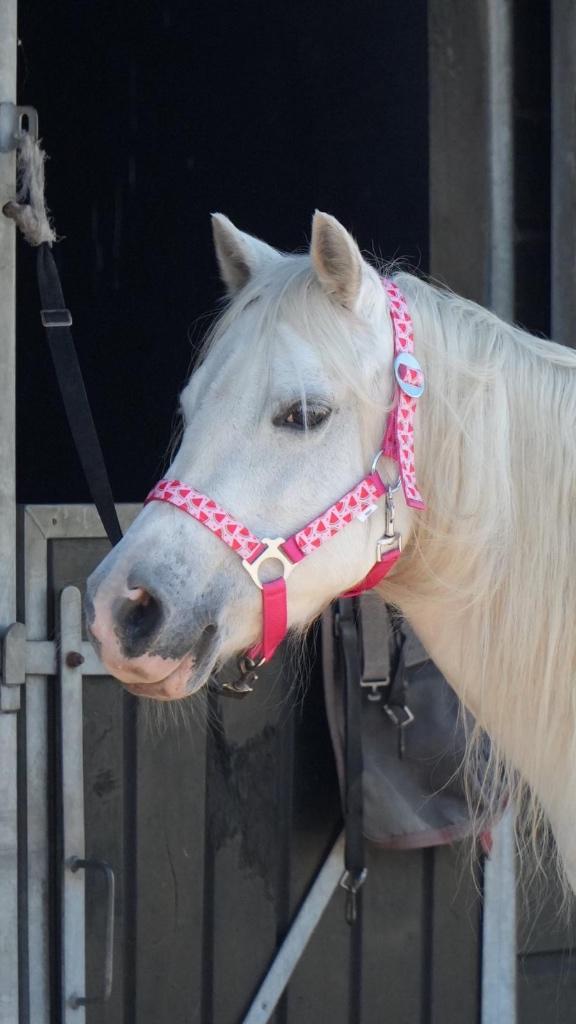 Lieve verzorg(st)er gezocht voor onze pony, Ophalen of Verzenden, Nieuw