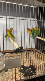 Agapornis fischeri Wildkleur  van December 2025, Dieren en Toebehoren, Vogels | Parkieten en Papegaaien, Meerdere dieren, Dwergpapegaai of Agapornis