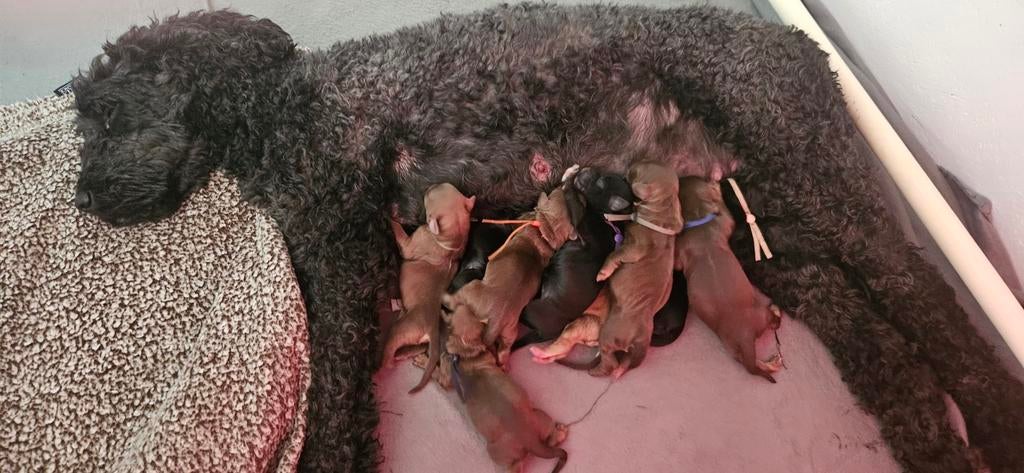 9 prachtige labradoodle /goldendoodle pups geboren, 8 tot 15 weken, Geslacht onbekend, Parvo, Meerdere