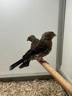 2-1 Mexicaanse Roodmus, Meerdere dieren, Tropenvogel, Geringd