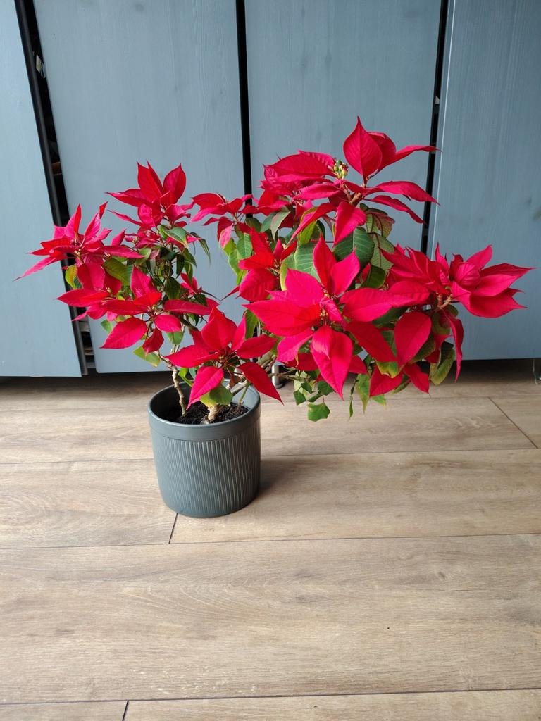 Euphorbia pulcherrima (poinsettia), Huis en Inrichting, Kamerplanten, Ophalen, Overige soorten, Minder dan 100 cm, Bloeiende kamerplant