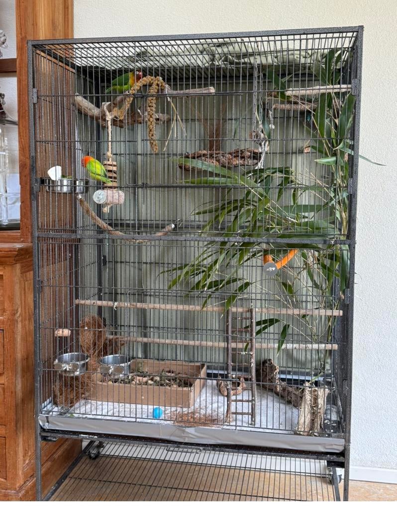 Vogelkooi groot, Meerdere dieren, Parkiet