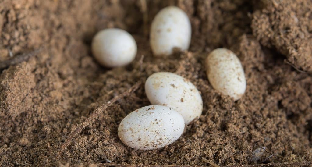 Kameleon ei, Hagedis, 0 tot 2 jaar