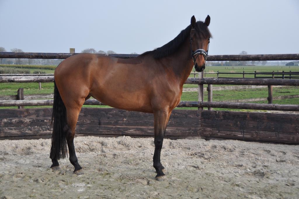 7 jarige merrie Ferdinand x Ampere, Dieren en Toebehoren, Paarden, Merrie, M, Dressuurpaard, 170 tot 175 cm