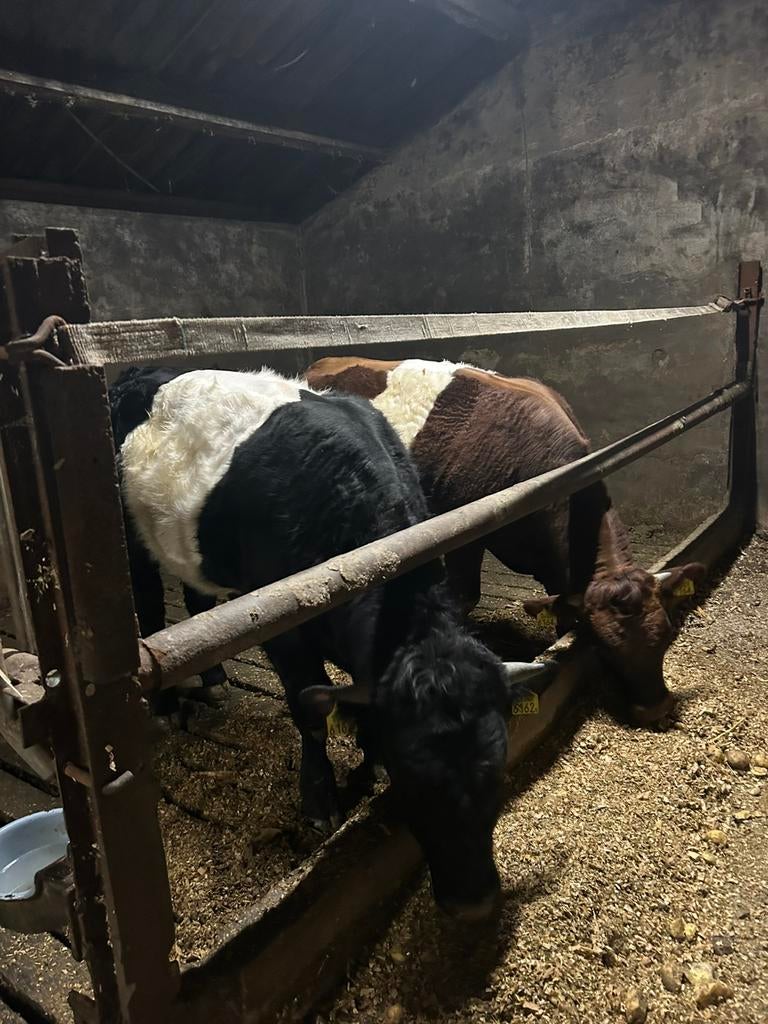 2 stamboek lakenvelder (dek)stieren, Dieren en Toebehoren, Runderen, Mannelijk, 0 tot 2 jaar