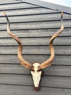 Kudu hoorns met schedel - Zware kwaliteit, Ophalen, Gebruikt, Wild dier, Gewei of Kop