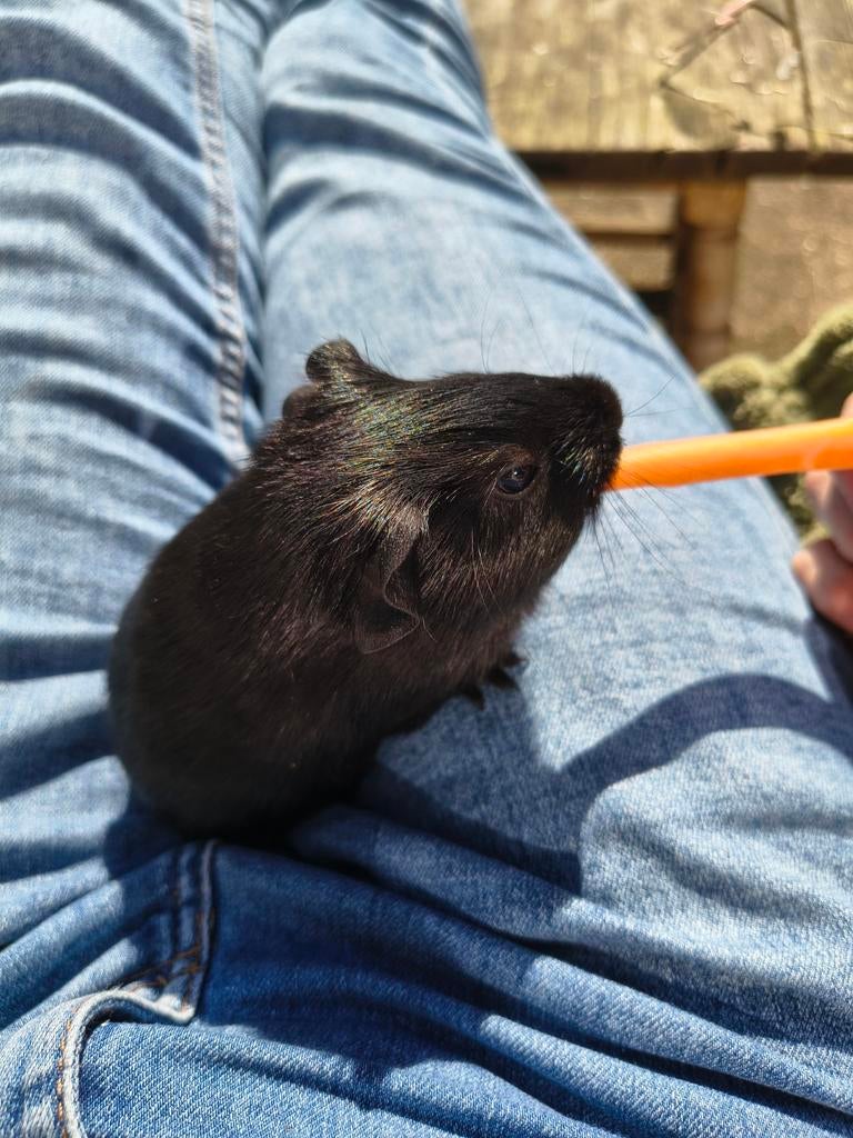 Jonge cavia zeug, Dieren en Toebehoren, Knaagdieren, Maart, Vrouwelijk, Cavia