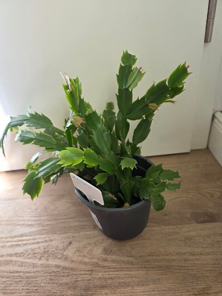 Lidcactus wit - 25-30 cm - kamerplant, Minder dan 100 cm, Bloeiende kamerplant, Halfschaduw, Ophalen of Verzenden