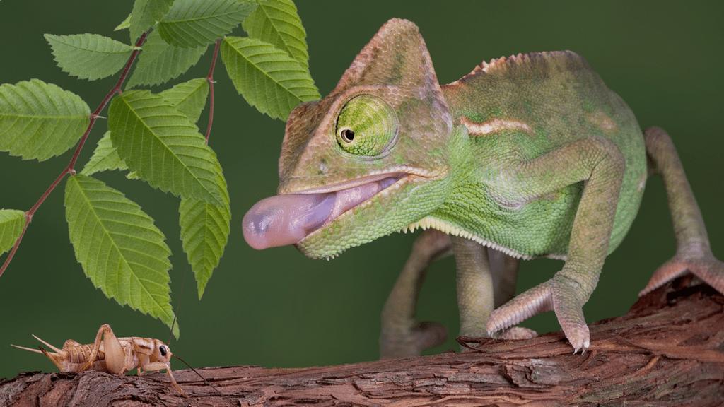 Kameleon voeding gezocht, Overige soorten, 0 tot 2 jaar