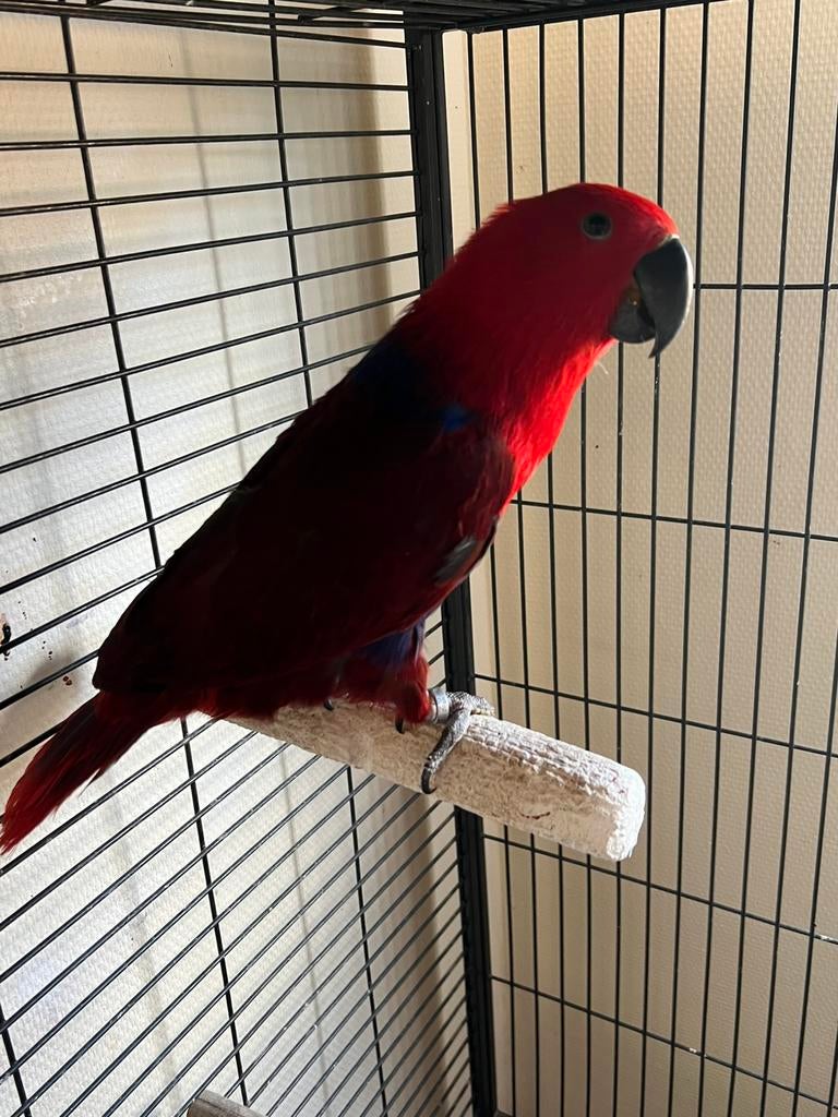 Mooi Edel papegaai, Vrouwelijk, Papegaai