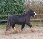 Forse, nuchtere jonge tinker met flink behang!!, E pony (1.48m - 1.57m), Niet van toepassing, 0 tot 2 jaar, Hengst