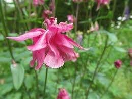 Akelei vaste plant tuinplant biologische hobby kwekerij, Volle zon, Vaste plant, Lente, Ophalen