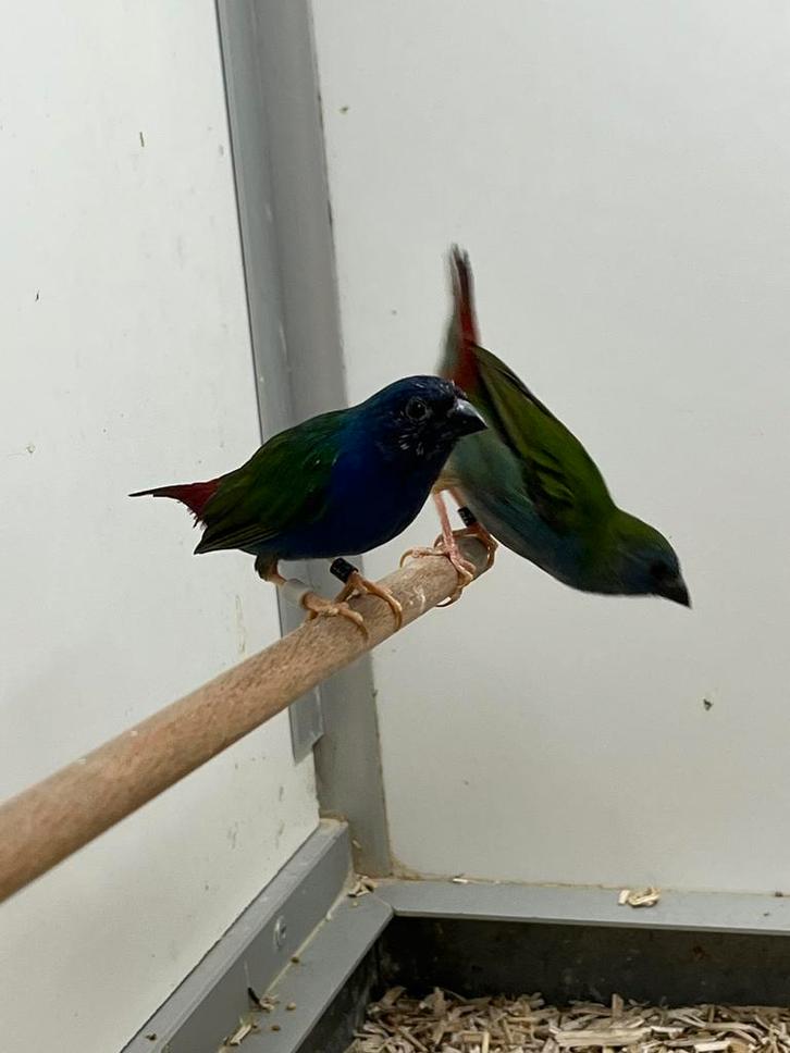 1-1 Forbes Amadine, Dieren en Toebehoren, Vogels | Overige Vogels, Tropenvogel, Meerdere dieren, Geringd