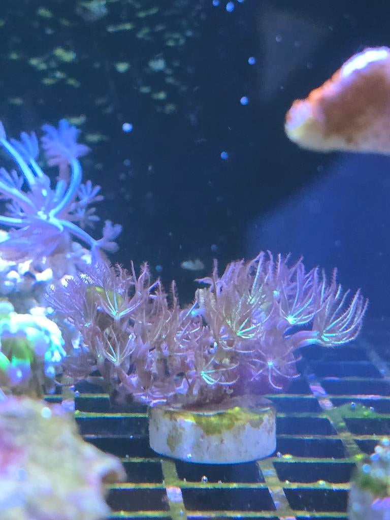 Sterpoliep stekjes., Dieren en Toebehoren, Vis