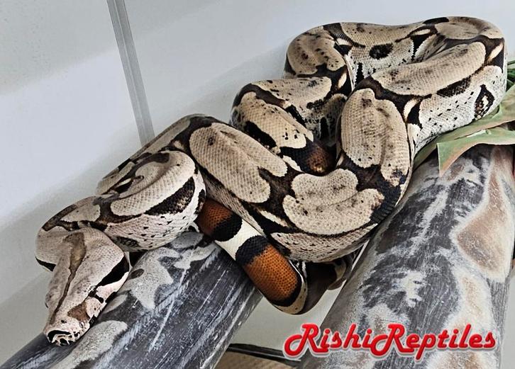 0.1 halfwas BCC Surinaamse roodstaart boa constrictor