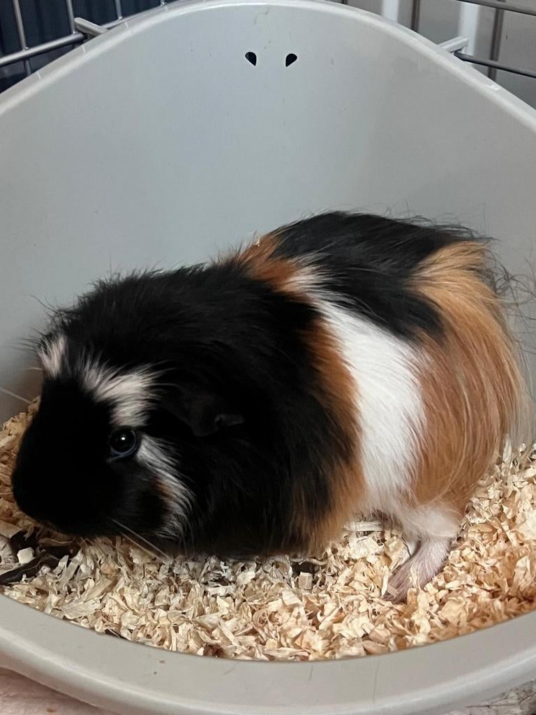 Te koop cavia man van 4 maand, Januari, Mannelijk, Cavia